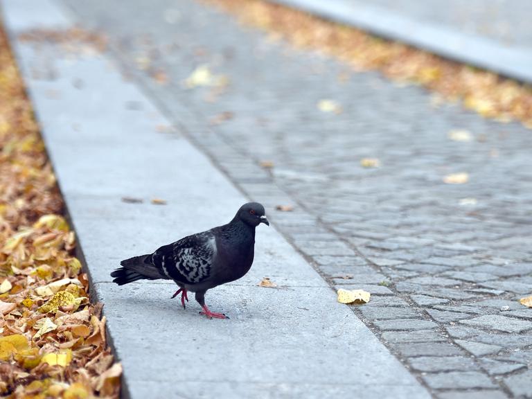 Eine Taube läuft über eine Straße.