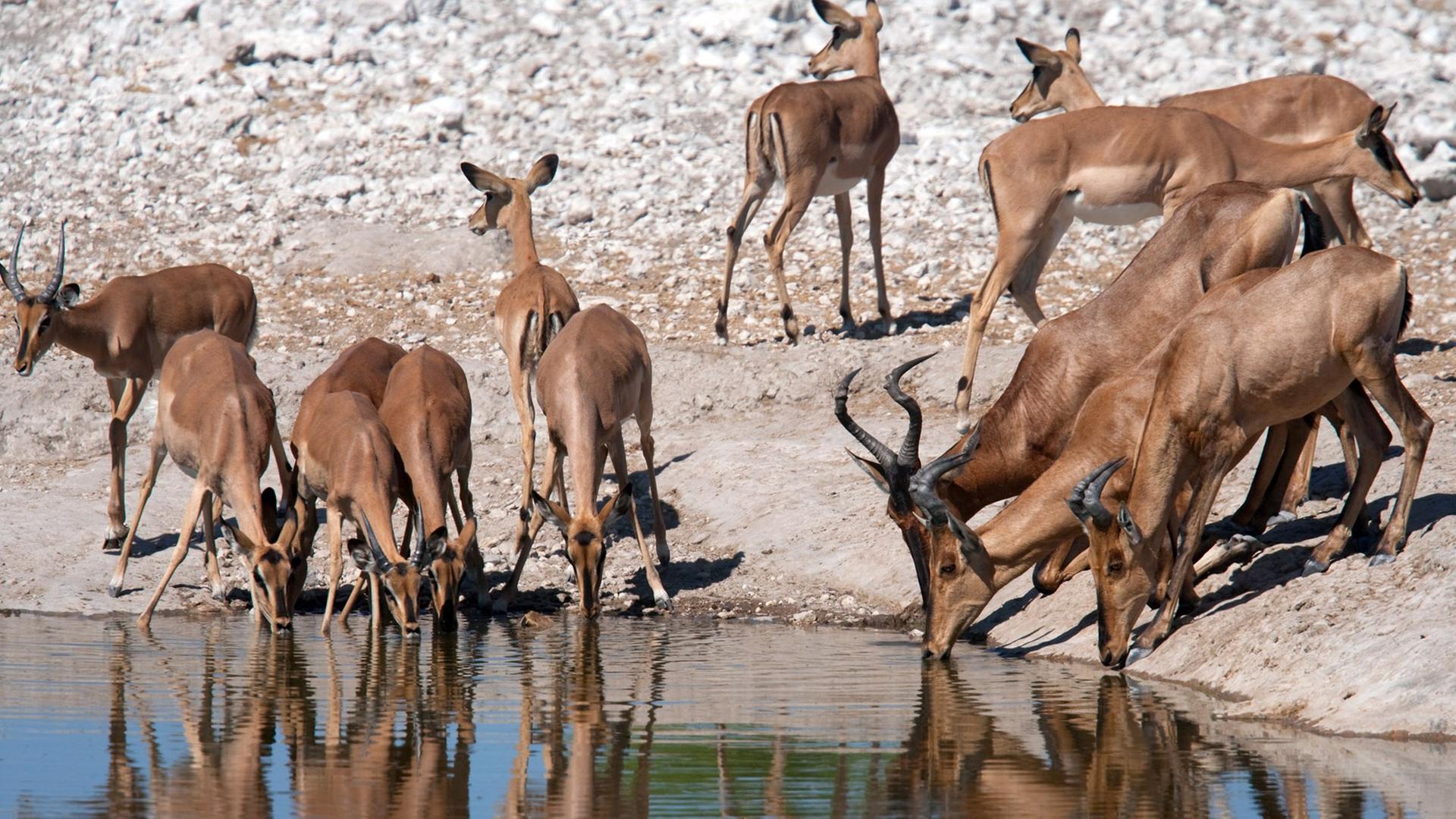 Kuhantilopen im Etosha-Nationalpark in Namibia. 