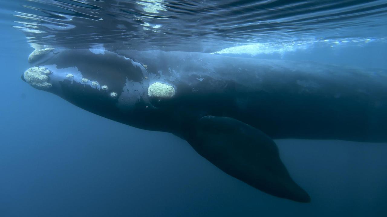 Ein Wal der Familie Südkaper schwimmt im Meer.