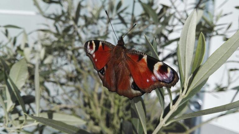 Ein Schmetterling (Tagpfauenauge) sitzt auf einem Olivenbaum