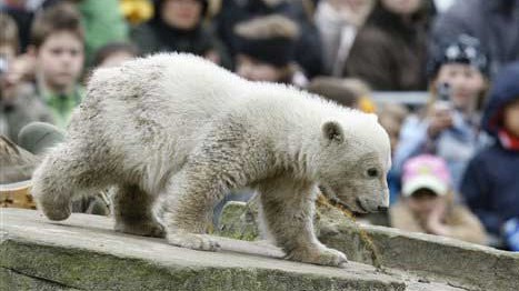 Eisbär Knut