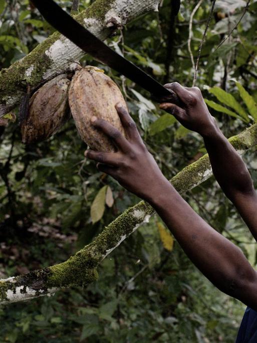 Ein Junge pflückt mit einem grossem Messer eine Frucht auf einer Kakaoplantage an der Elfenbeinküste.
