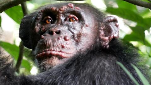 Liebe Frau Knoll, ja, für das Foto aus Tai (Woodstock) kann ich bestätigen, dass wir die Rechte nicht exclusiv abtreten und darum bitten das Foto nur für diesen Beitrag zu nutzen. Photo credit wäre: Tai Chimpanzee Project Schöne Grüße Fabian Leendertz