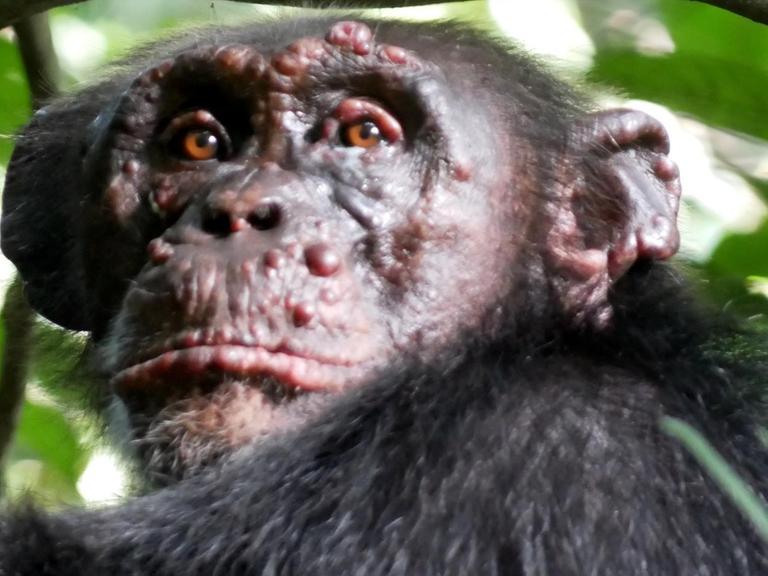 Liebe Frau Knoll, ja, für das Foto aus Tai (Woodstock) kann ich bestätigen, dass wir die Rechte nicht exclusiv abtreten und darum bitten das Foto nur für diesen Beitrag zu nutzen. Photo credit wäre: Tai Chimpanzee Project Schöne Grüße Fabian Leendertz
