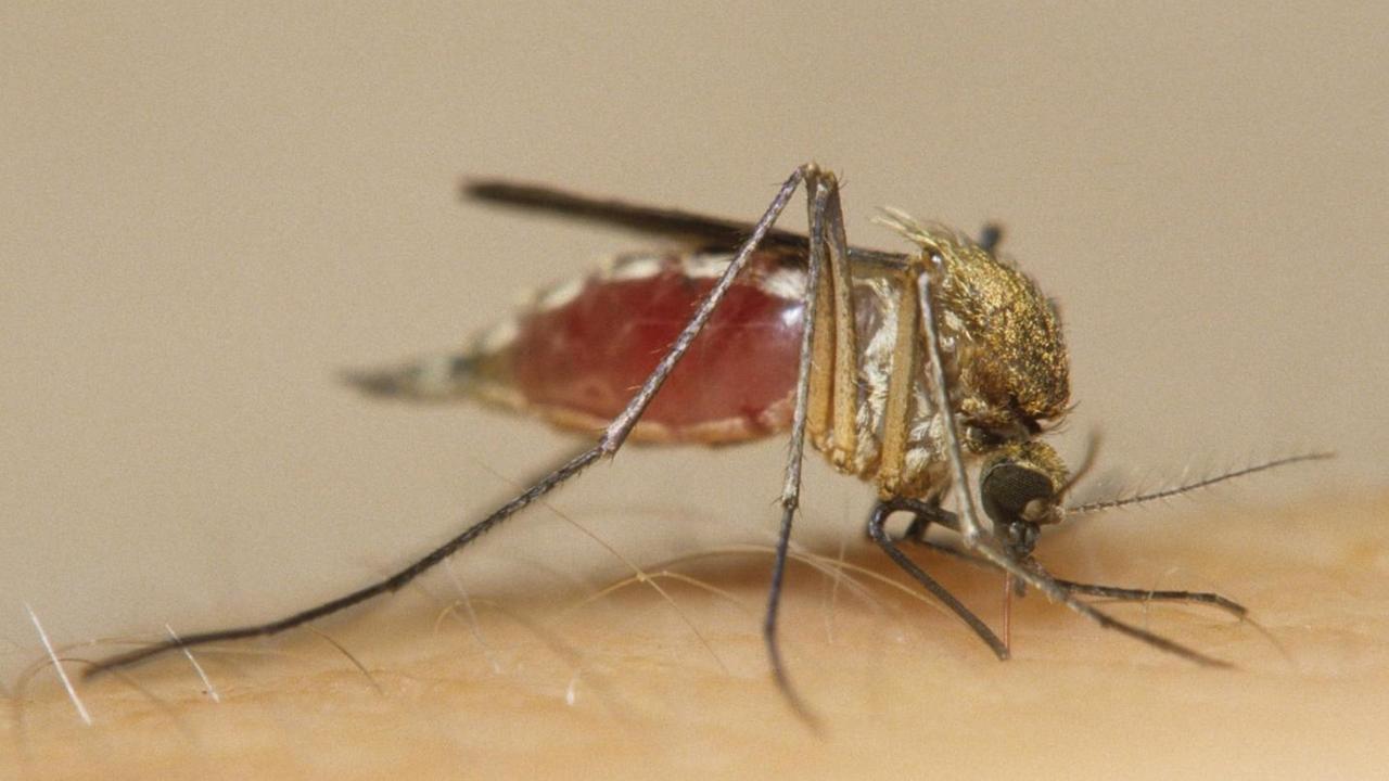 Eine Mücke sitzt auf einem behaarten Arm und sticht.