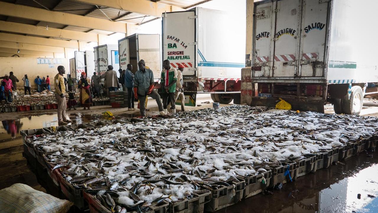 Hier in der "Europahalle" sammeln die Kleinfischer die Sorten für diesen Markt. LKW stehen vor großen Fischbehältern mit Eis.