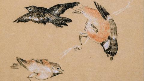 Illustration von fliegenden Vögeln.
