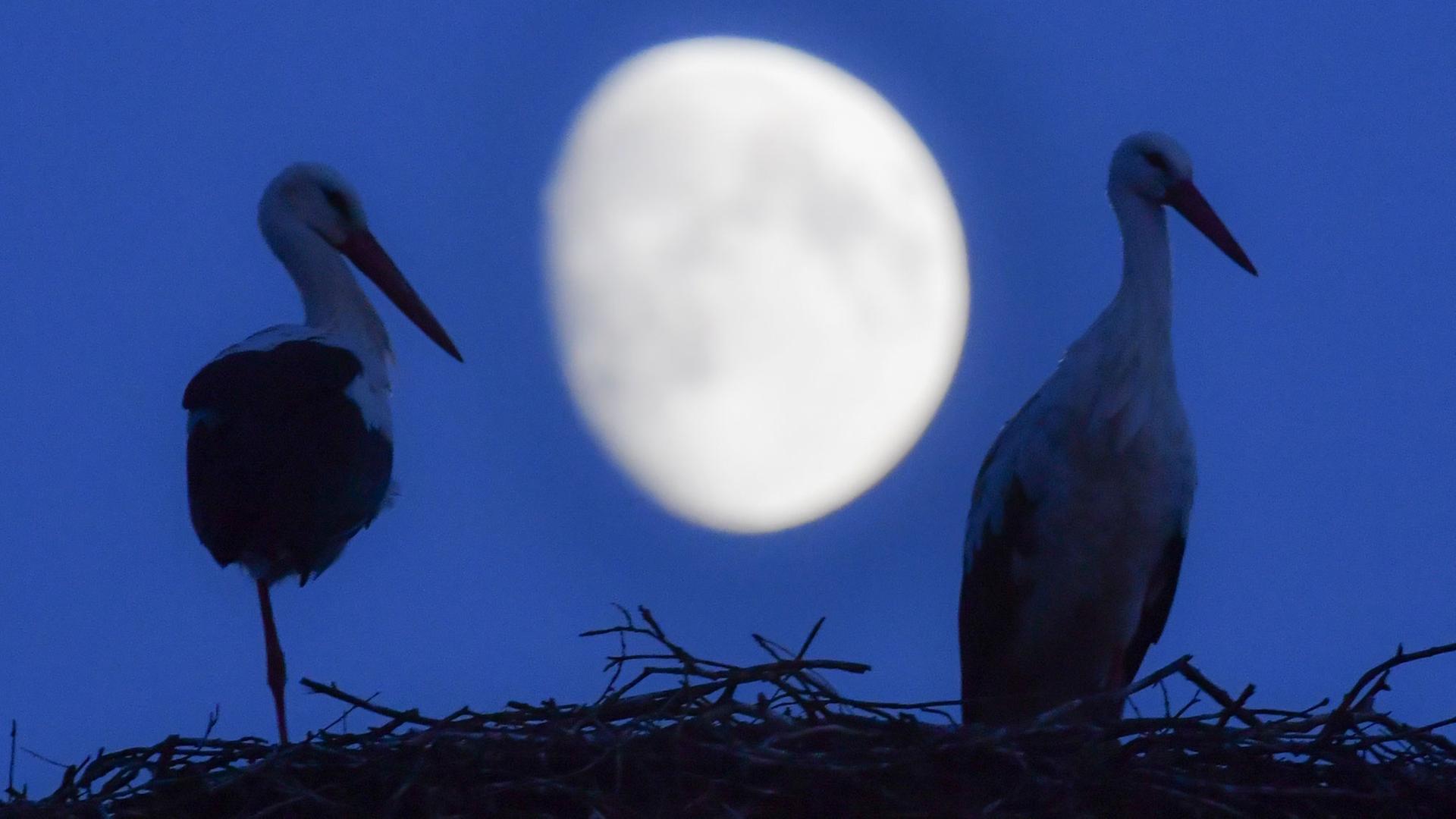 Ein Weißstorchpaar steht in seinem Nest, während im Hintergrund der zunehmende Mond am Nachthimmel zu sehen ist.
