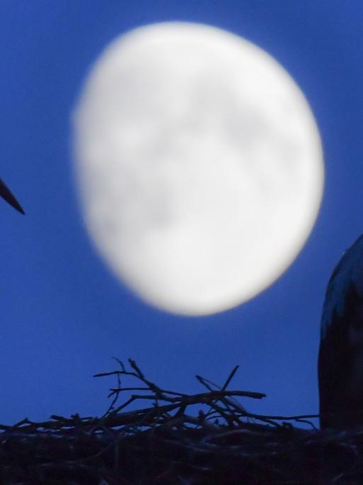 Ein Weißstorchpaar steht in seinem Nest, während im Hintergrund der zunehmende Mond am Nachthimmel zu sehen ist.