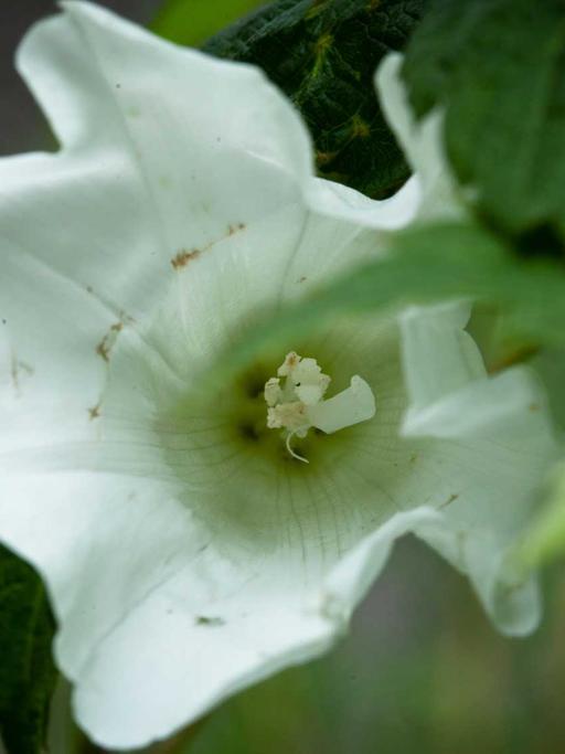 Eine Ackerwinde (Convolvulus arvensis) ist aufgeblühlt und zeigt ihren Blütenstempel. Sie wird im Volksmund auch "Mariengläschen" genannt, weil man aus der offenen Blüte trinken kann.