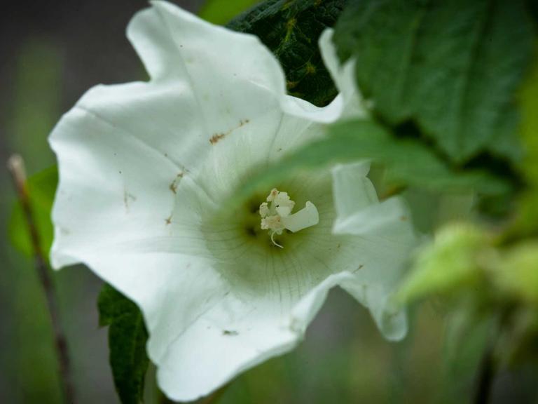 Eine Ackerwinde (Convolvulus arvensis) ist aufgeblühlt und zeigt ihren Blütenstempel. Sie wird im Volksmund auch "Mariengläschen" genannt, weil man aus der offenen Blüte trinken kann.