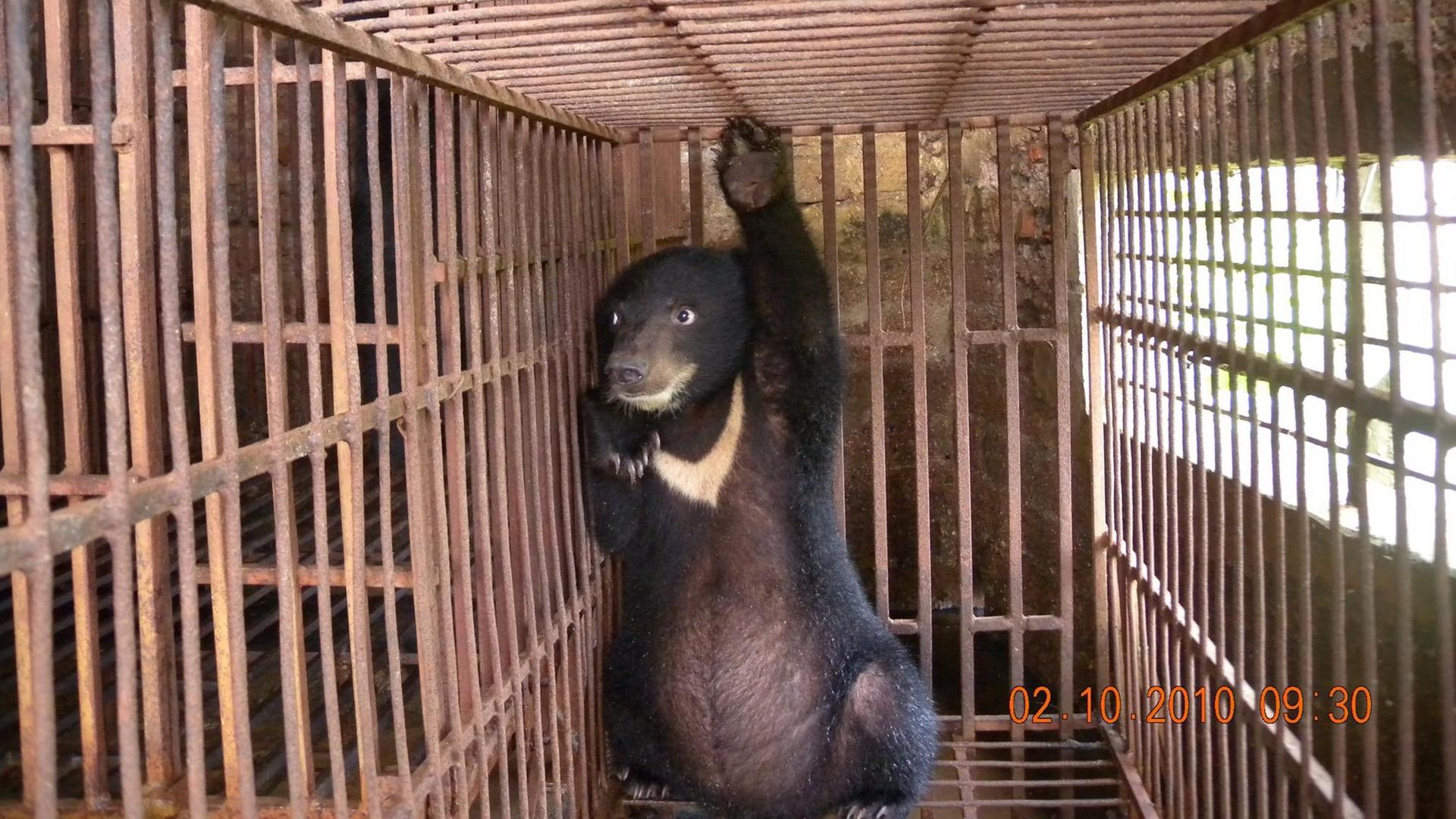 Ein Kragenbär hockt in einem engen Käfig in einer Farm in Hanoi (Vietnam). Bärengalle als Heilmittel ist in Asien nach wie vor so populär, dass der illegale internationale Handel damit blüht.