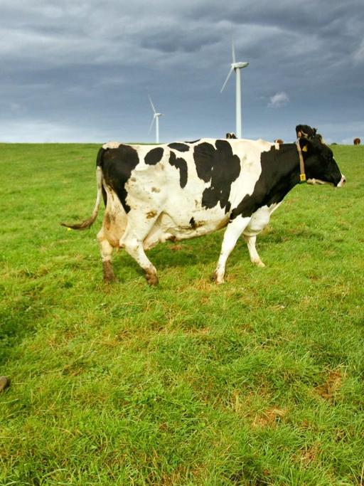Ein Bauer treibt eine Kuh über eine Weide.