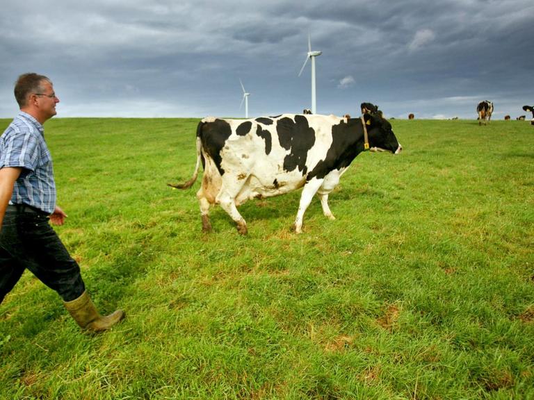 Ein Bauer treibt eine Kuh über eine Weide.