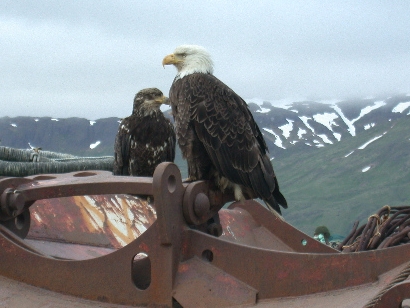 Der Weißkopfseeadler ist ein nationales Symbol der USA.