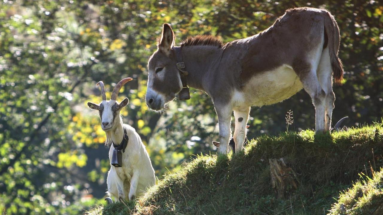 Eine Ziege und ein Esel stehen auf einer Bergweide.
