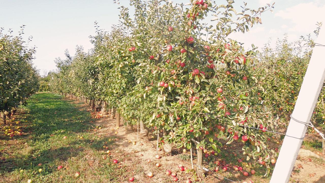 Apfelbäume in der Obstversuchsstation Müncheberg: Die Thüringer Schafsnase gehört zu den Gewinnern des Klimawandels.