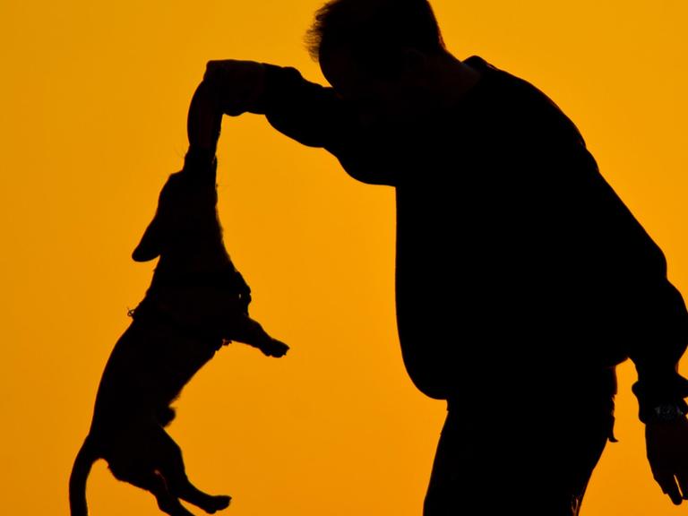 Ein Mann spielt am 12.03.2014 in Berlin bei Sonnenuntergang mit seinem Hund.