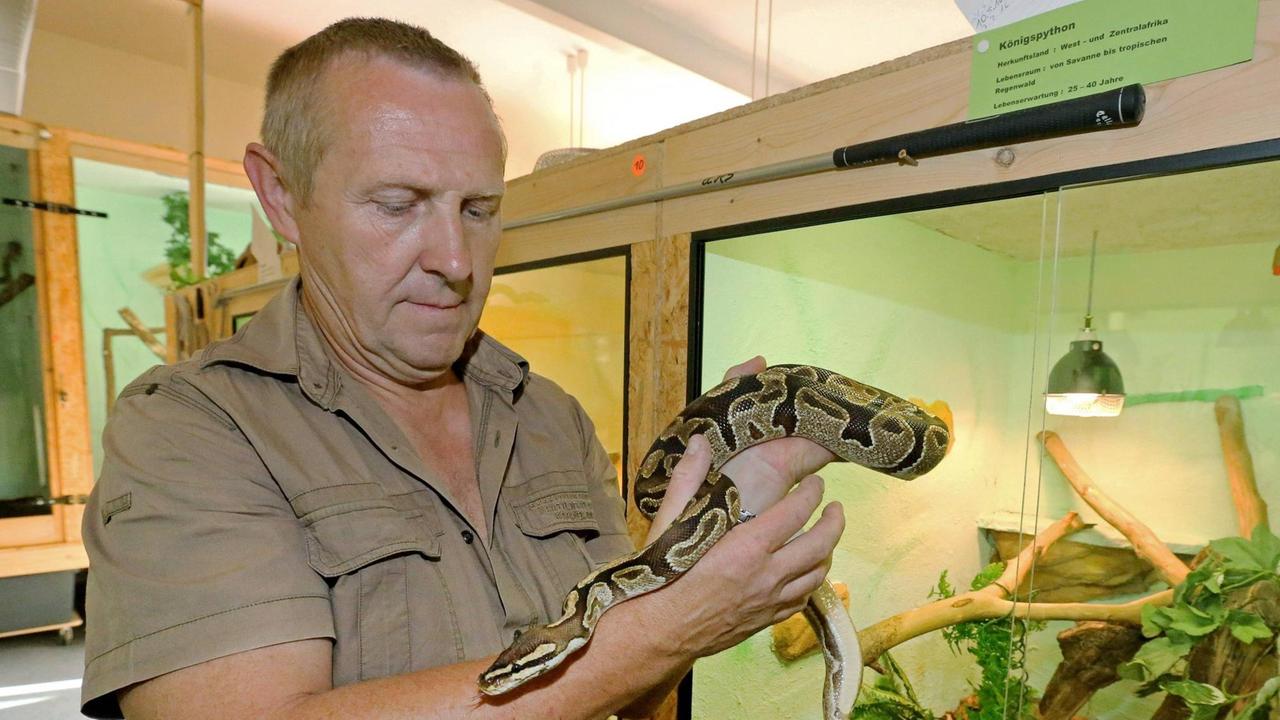 Rolf Schumann, Leiter der Reptilienauffangstation Weissenfels in Sachsen-Anhalt, am 16.08.2016 mit einer Königspython vor einem Terrarium. Ueber 90 Prozent der hier lebenden Reptilien sind von der Polizei beschlagnahmte Tiere. 