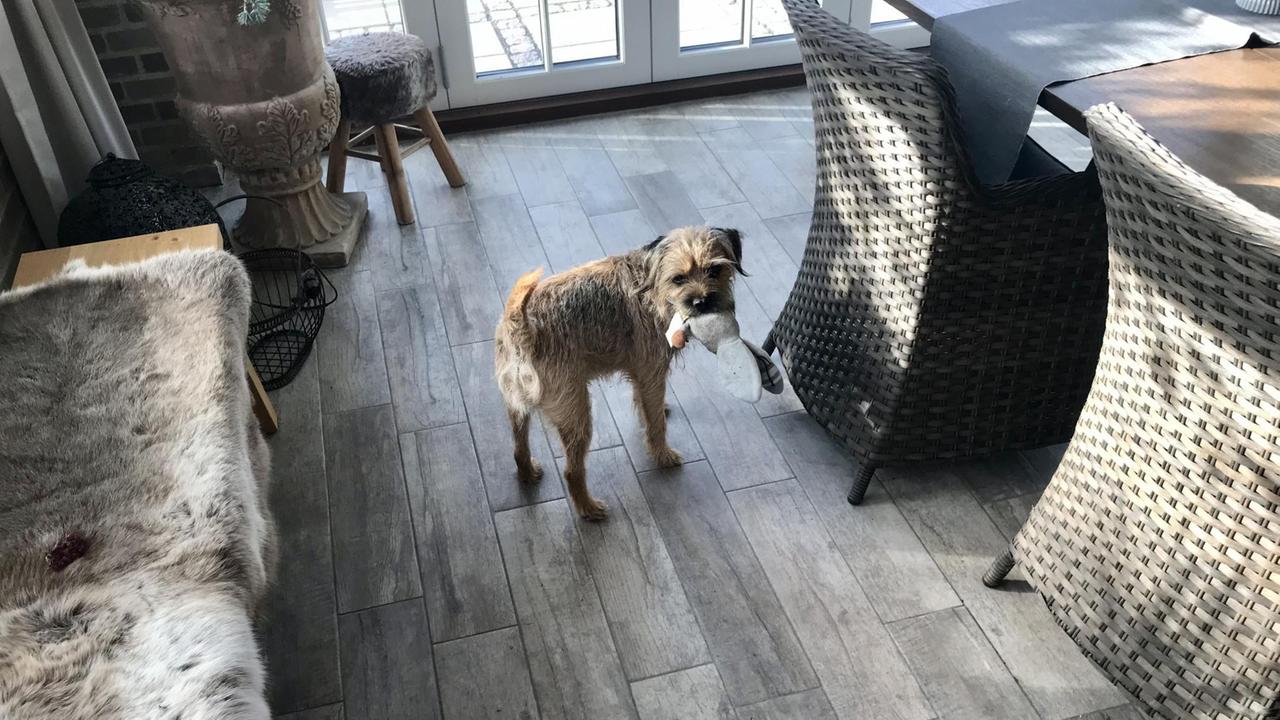 Ein kleiner grauhaariger Hund steht mit einem Spielzeug im Maul auf dem Holzboden im Esszimmer.