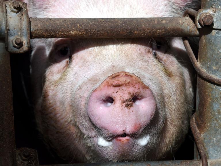 Ein Schwein