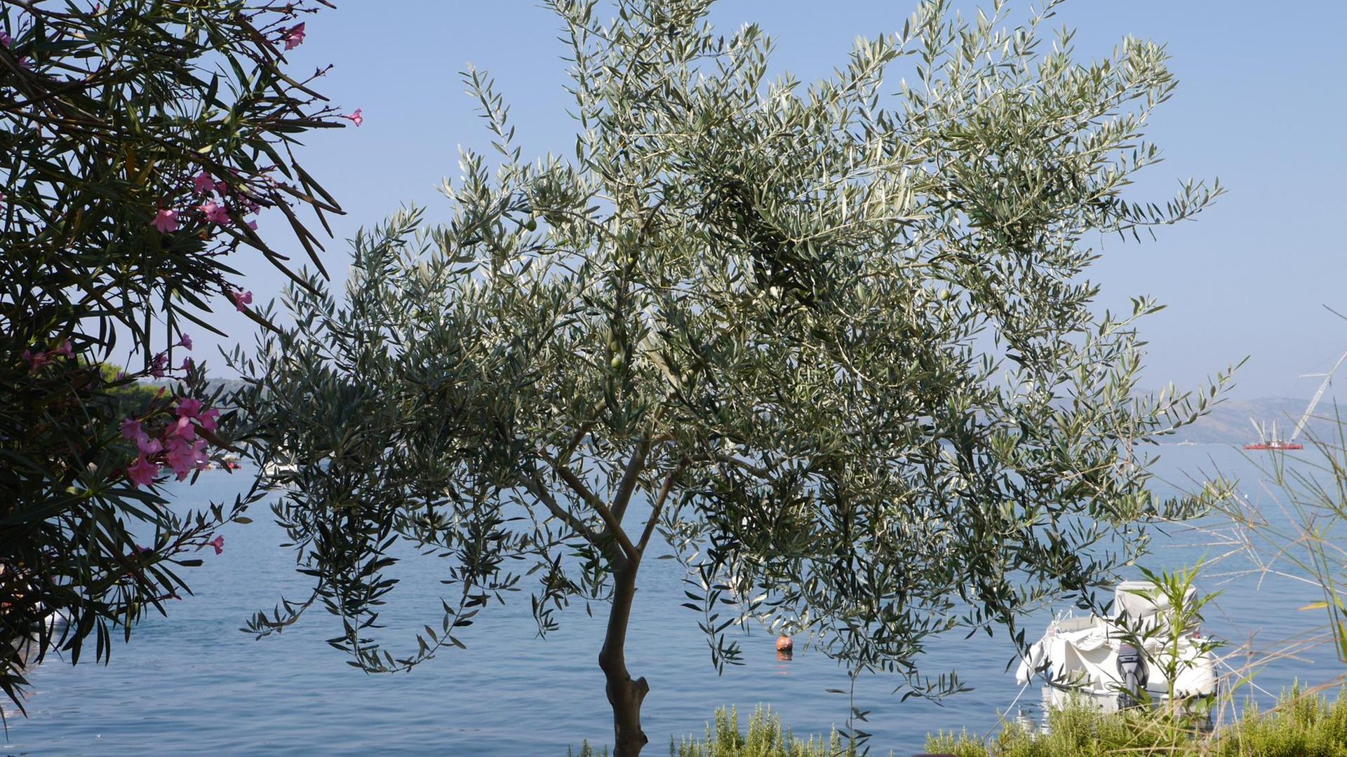 Ein Olivenbaum steht am Ufer eines Meeres, im Hintergrund schwimmt ein weißes Boot auf dem Wasser.
