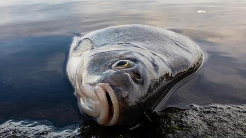 Eine tote Brasse liegt am Ufer des Kutterhafens im ostfriesischen Fischerdorf. Als Folge der Hitze sind im ostfriesischen Fischerdorf Greetsiel zentnerweise Fische verendet. Grund für das Fischsterben ist der zu hohe Salzgehalt im Wasser.