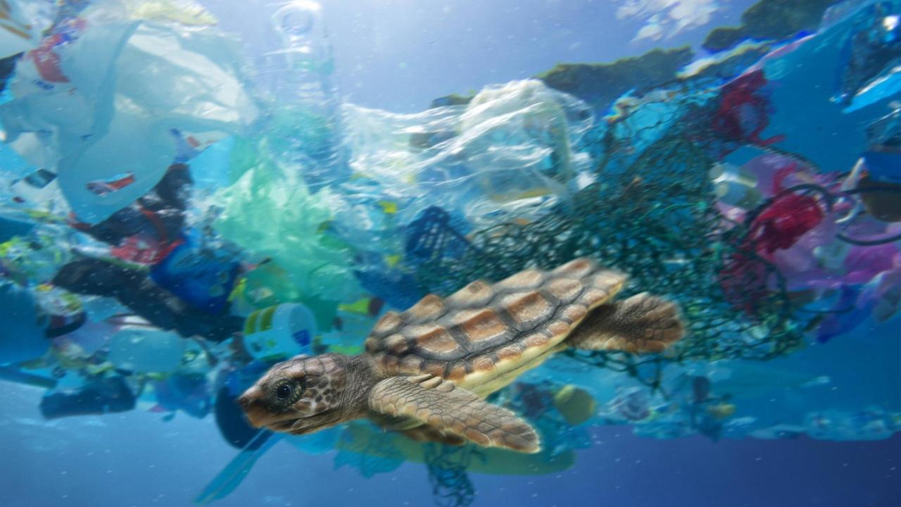 Eine Meeresschildkröte schwimmt zwischen Plastikmüll umher.