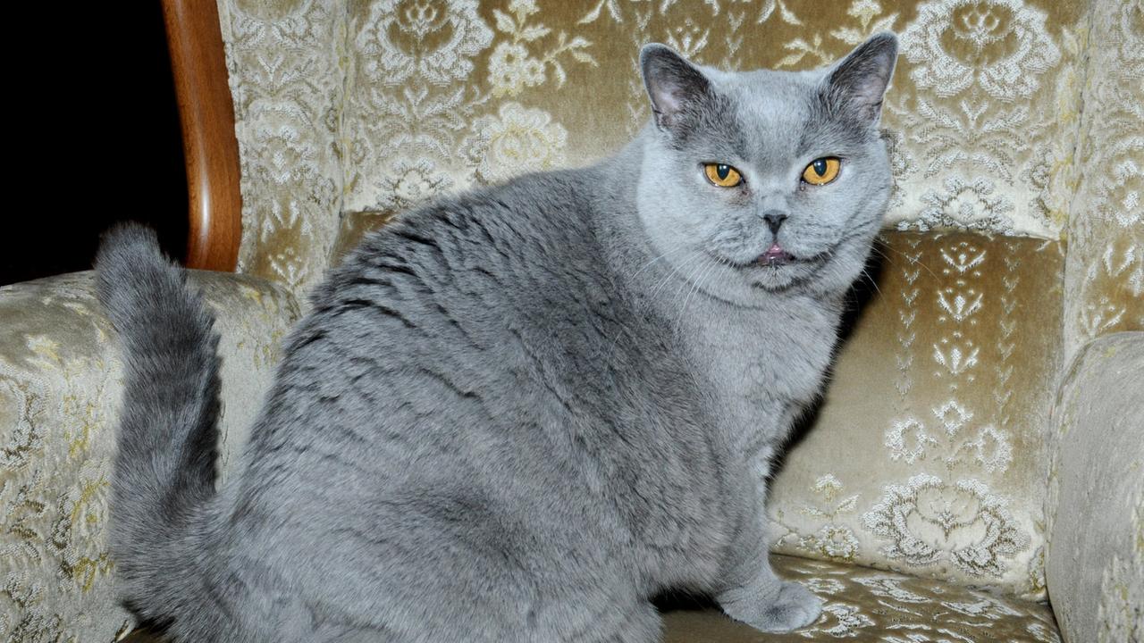 Rassekatze Cecilia - blau-graue Katze der Rasse Britisch-Kurzhaar
