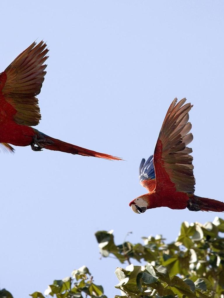 Zwei hellrote Aras fliegen in Los Lianos in Venezuela über Baumkronen.
