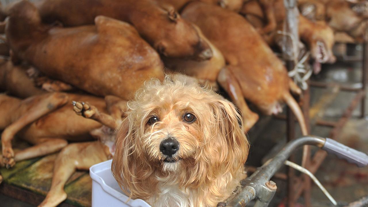 A pet dog sits in the basket on a bicycle in front of dogs killed and to be eaten at a free market in Yulin city, south Chinas Guangxi Zhuang Autonomous Region, 21 June 2012.