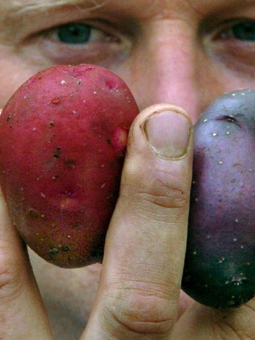 Unterschiedliche Kartoffelsorten mit den Namen (l-r) "Bamberger Hörnchen", "Highland Burgundy Red", "Blaue Salatkartoffel" und "Emma" hält am Mittwoch (23.06.2004) Biobauer Karsten Ellenberg in Barum (Kr. Uelzen) zwischen den Fingern.