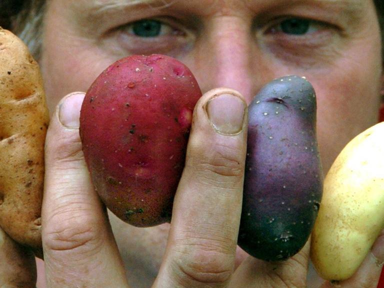 Unterschiedliche Kartoffelsorten mit den Namen (l-r) "Bamberger Hörnchen", "Highland Burgundy Red", "Blaue Salatkartoffel" und "Emma" hält am Mittwoch (23.06.2004) Biobauer Karsten Ellenberg in Barum (Kr. Uelzen) zwischen den Fingern.