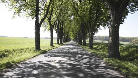 Allee in der Uckermark