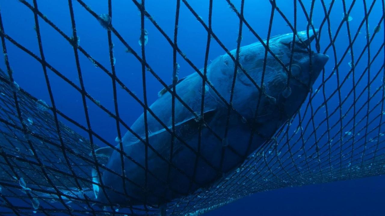 Ein Thunfisch gefangen im Netz