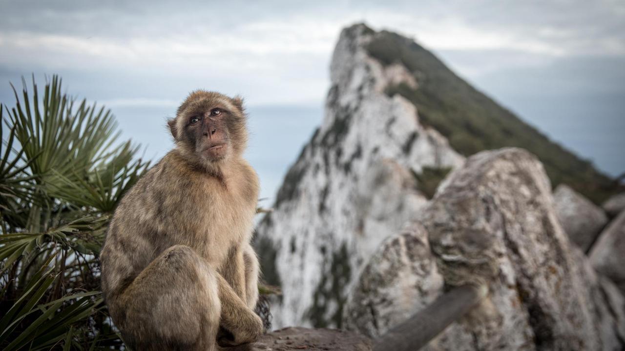 Ein Affe sitzt auf dem Affenfelsen in Gibraltar.