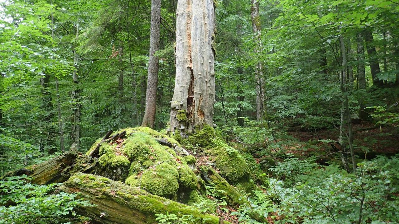 Blick auf einen moosbedeckten Baumstumpf inmitten von grüner Wildnis im Wald. 
