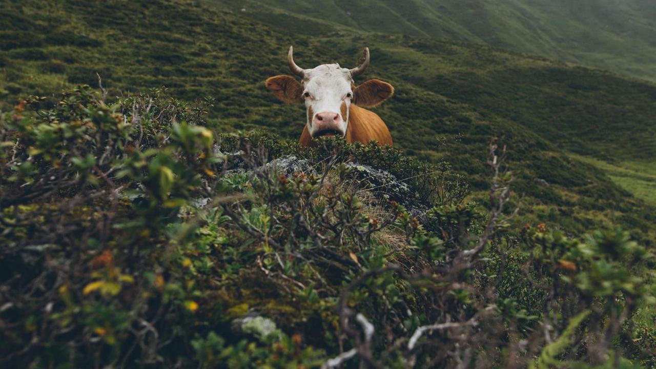 Eine Kuh in grüner Hügellandschaft. Ihr Blick und ihr Maul erinnern an einen erstaunten Gesichtsausdruck.