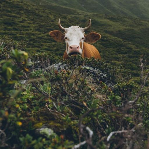 Eine Kuh in grüner Hügellandschaft. Ihr Blick und ihr Maul erinnern an einen erstaunten Gesichtsausdruck.