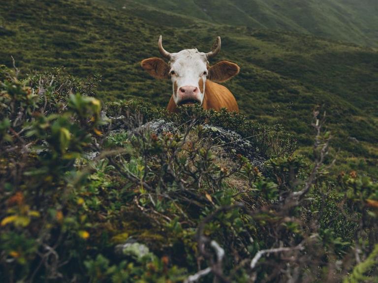 Eine Kuh in grüner Hügellandschaft. Ihr Blick und ihr Maul erinnern an einen erstaunten Gesichtsausdruck.