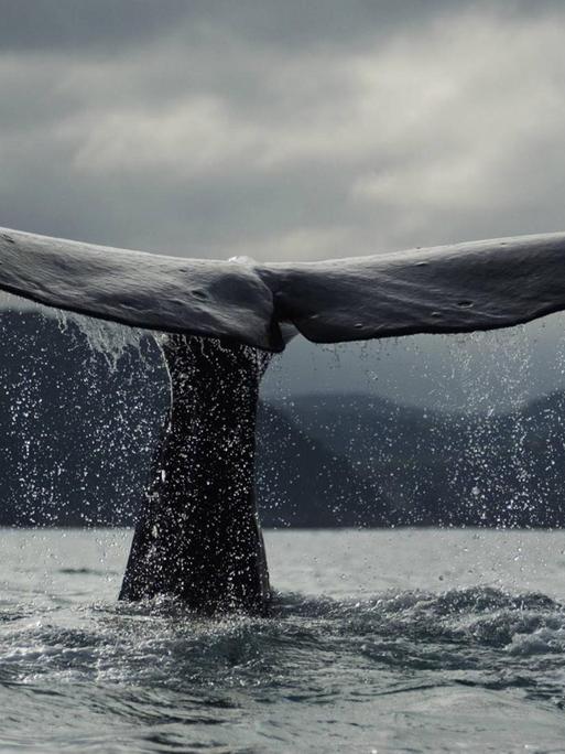 Ein Blauwal vor der Küste Neuseelands