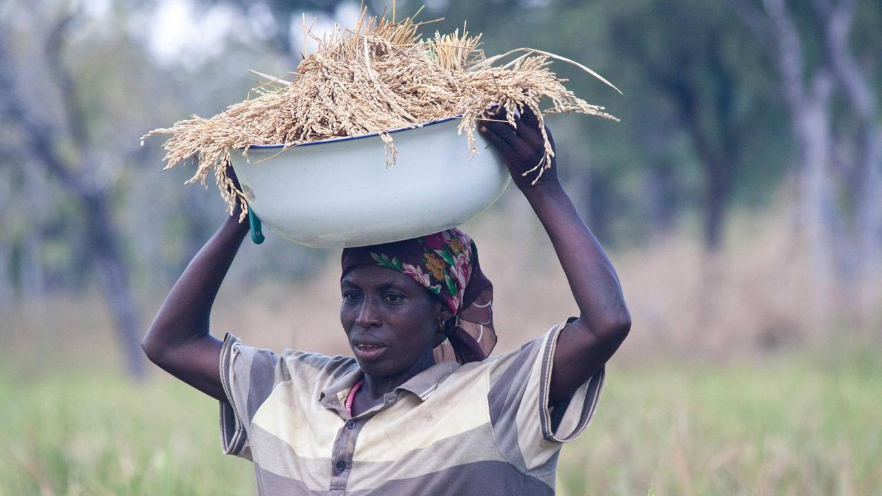 Frau trägt Schale mit geerntetem Reis auf dem Kopf