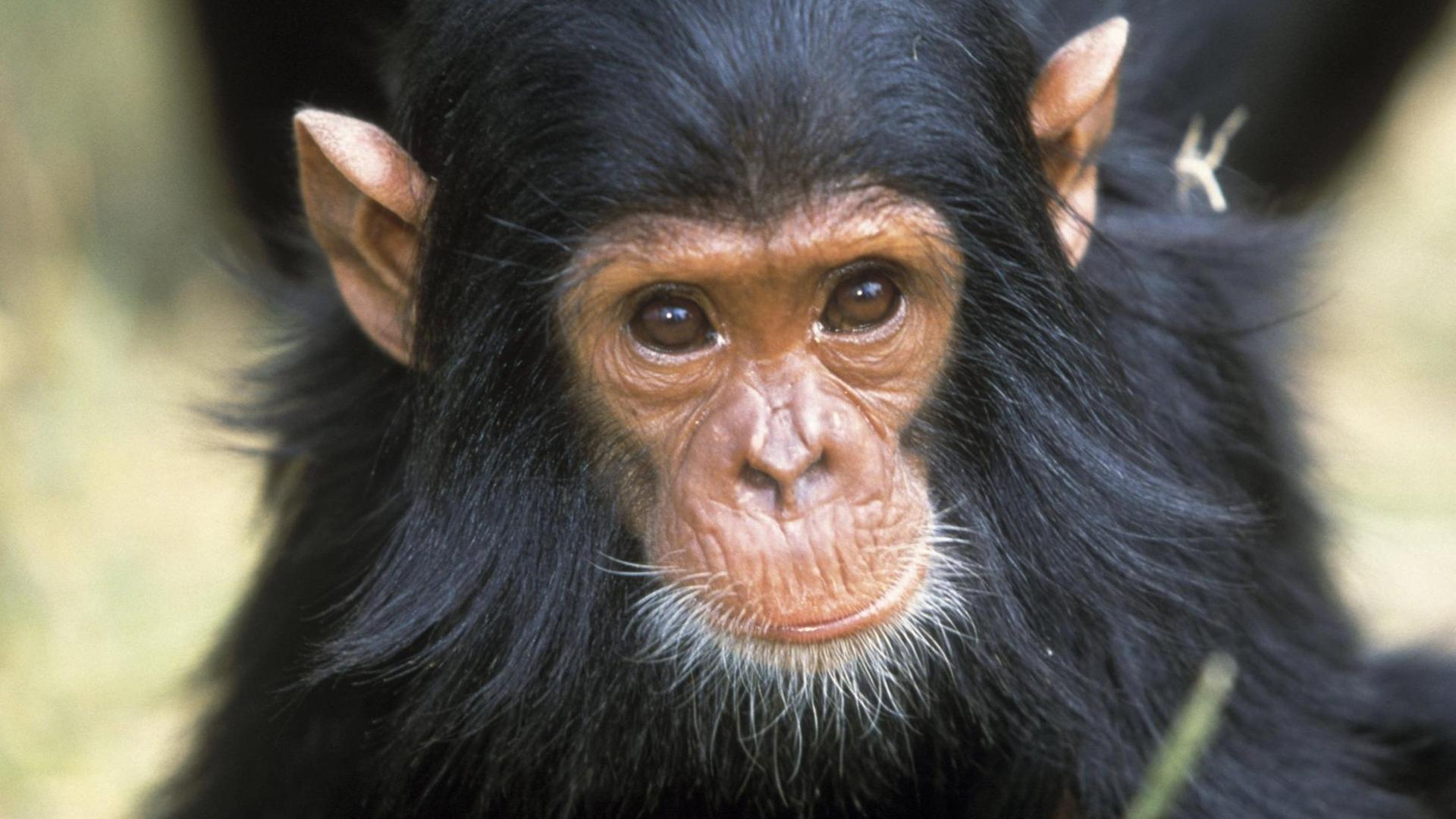 Chimpanzee - close-up of face Pan troglodytes. Tanzania, Africa. PUBLICATIONxINxGERxSUIxAUTxONLY Copyright: JeanxMichelxLabat 10774193