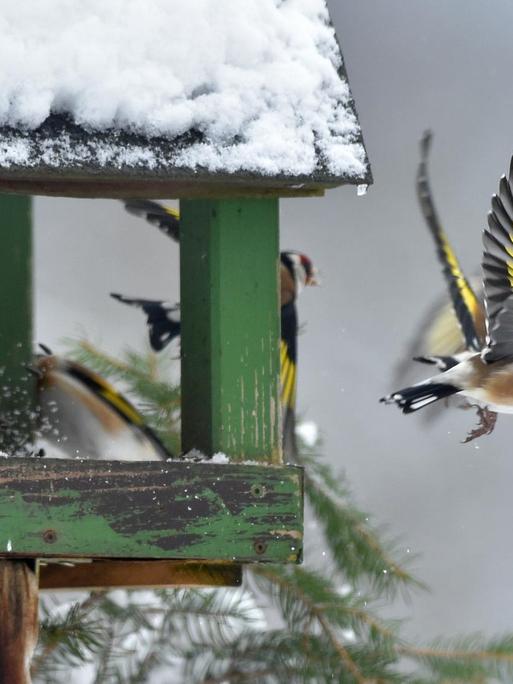 Vögel fliegen zu einem überschneiten Vogelhäuschen und finden dort Nahrung