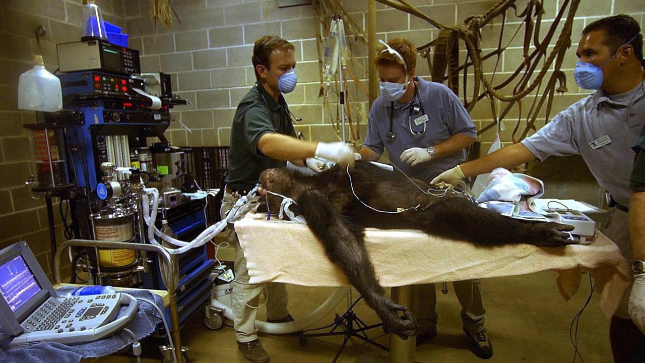 Tierärzte machen ein Kardiogramm bei Sam, einem alten Schimpansen mit Herzinsuffizienz im Sacramento Zoo (13.10.2004).