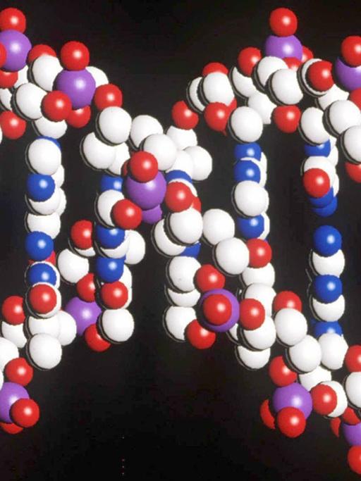 Foto eines Modells des menschlichen DNA-Stranges mit der doppelten Helix-Struktur