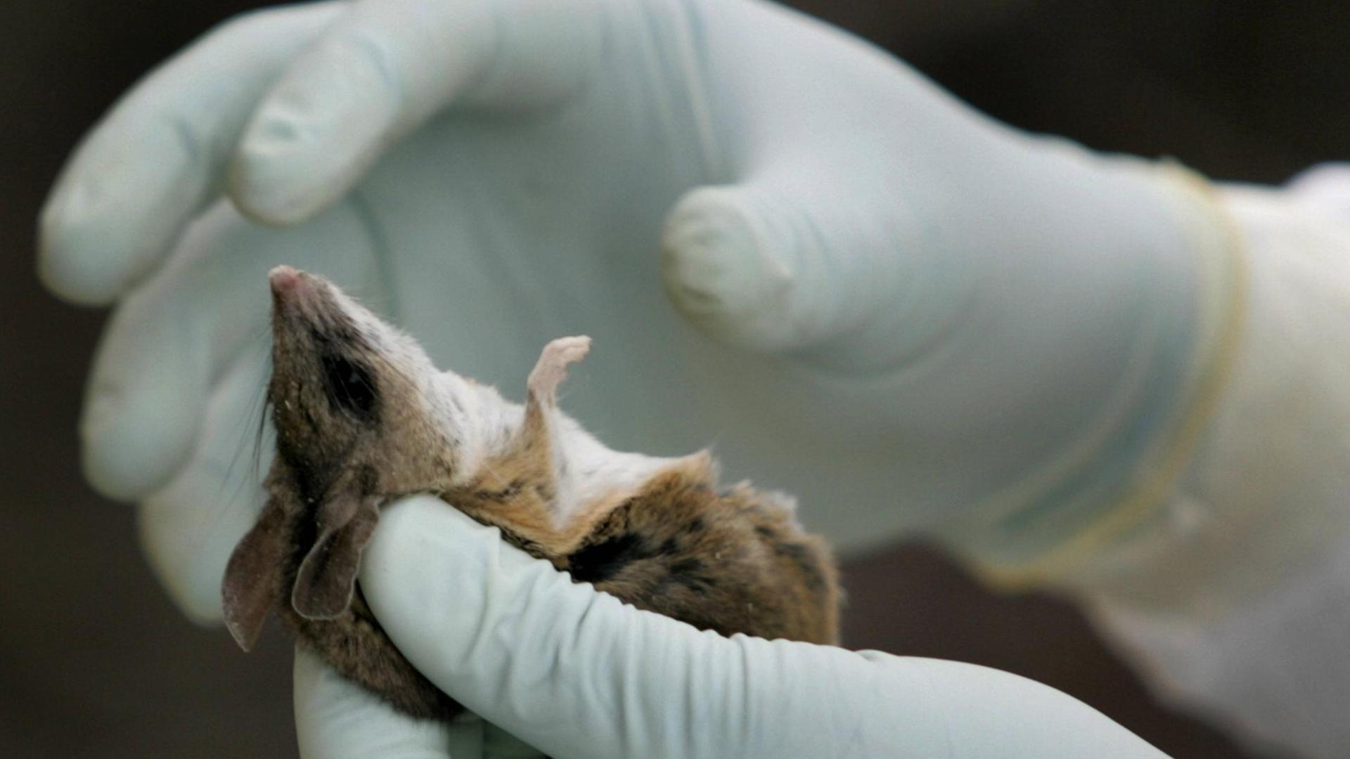 Eine Maus wird auf das Hantavirus untersucht.