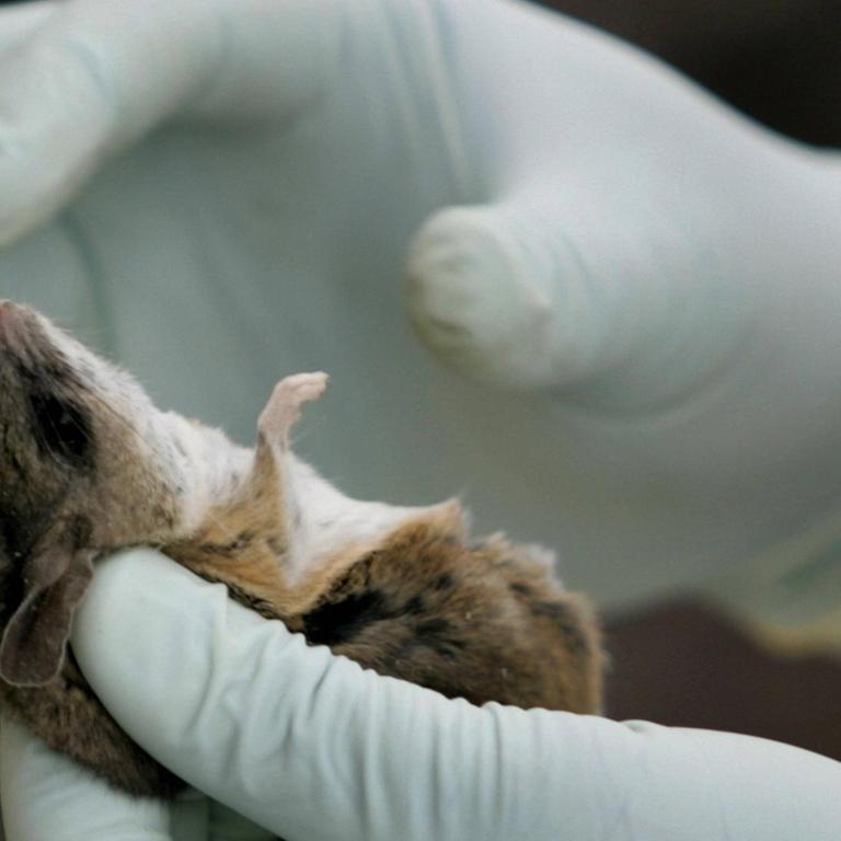 WHO - Drei Tote bei Hantavirus-Ausbruch auf Atlantik-Kreuzfahrt