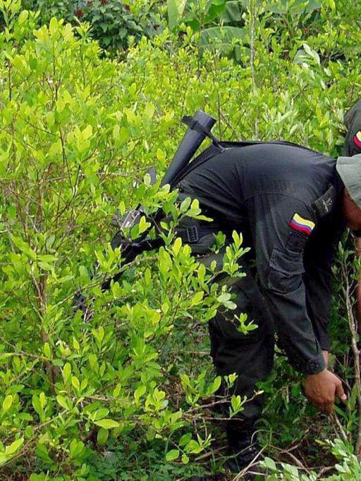 Drogenpolizei auf einer illegalen Koka-Plantage im Nordwesten Kolumbiens