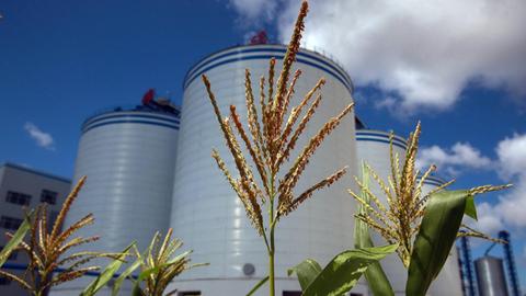 Maispflanze vor Getreide-Hochsilo